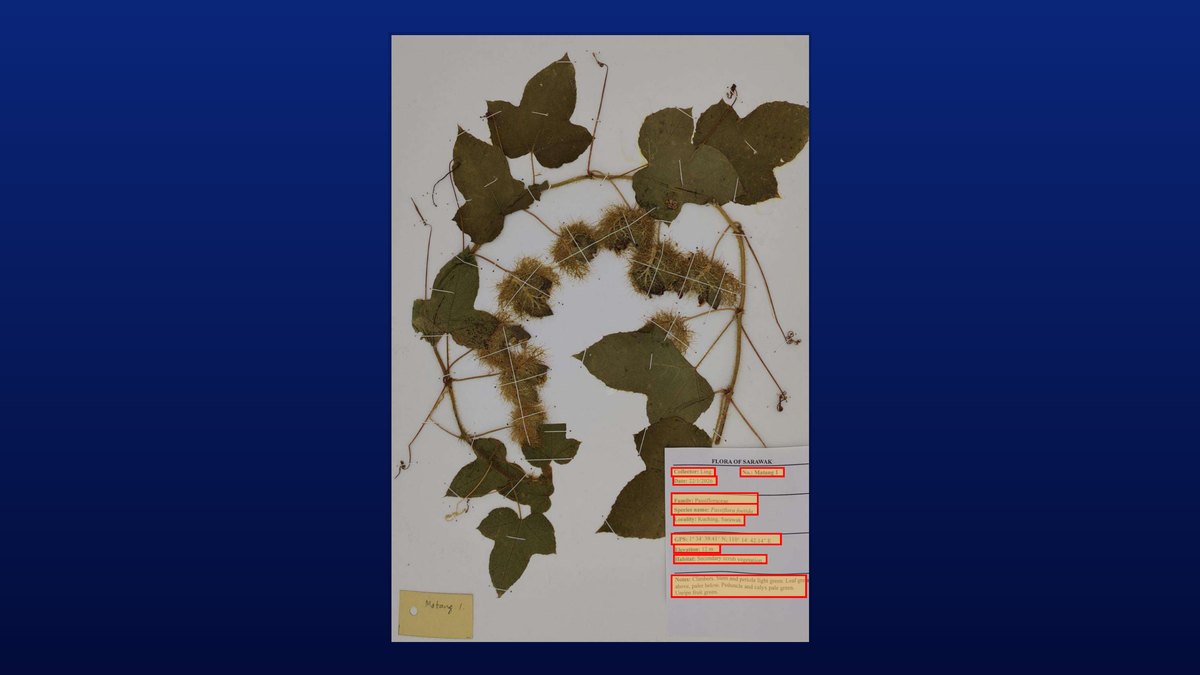 OCR+SLM — a Passiflora foetida sheet, with its voucher label read
