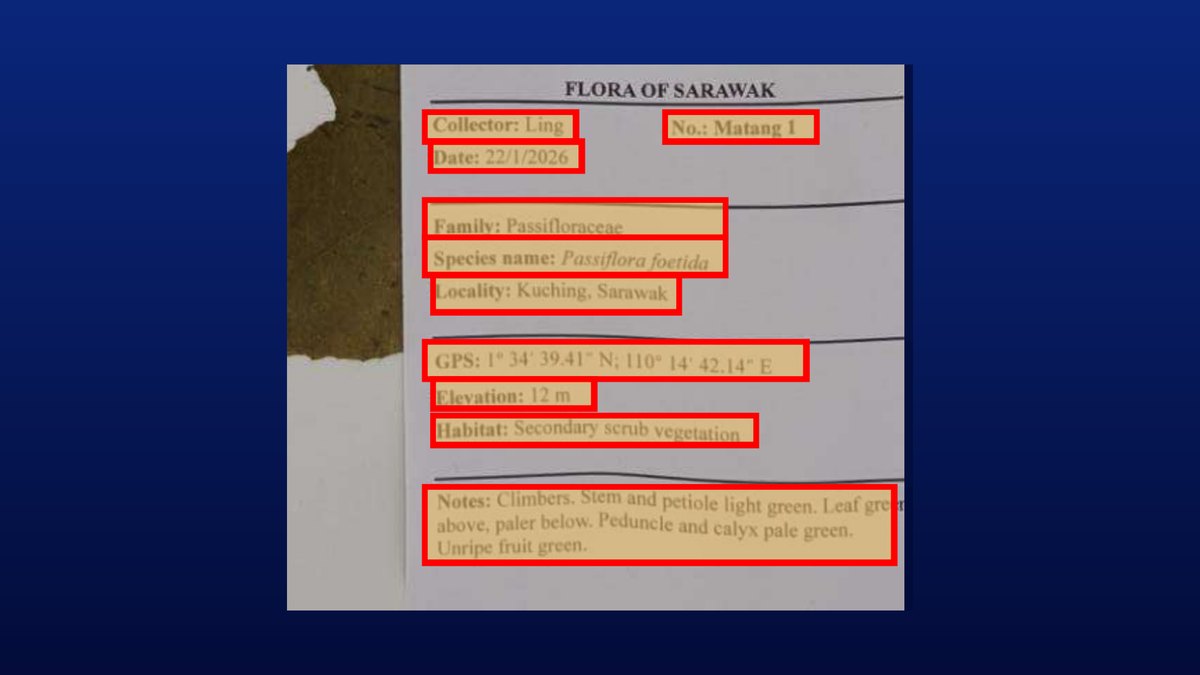OCR+SLM — the FLORA OF SARAWAK label, ten fields, field by field